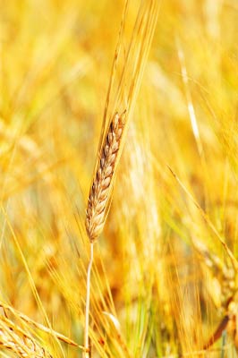 Vad händer om en glutenintolerant äter gluten?