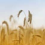 Glutamat innehåller inte gluten